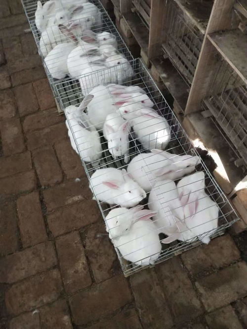 陇南杂交野兔养殖厂
